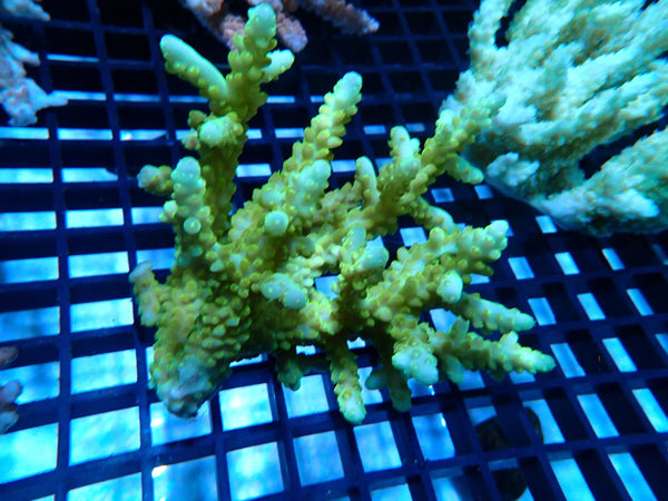 CDU Ultra Acropora small