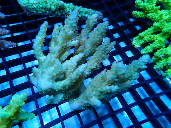 CDU Ultra Acropora small