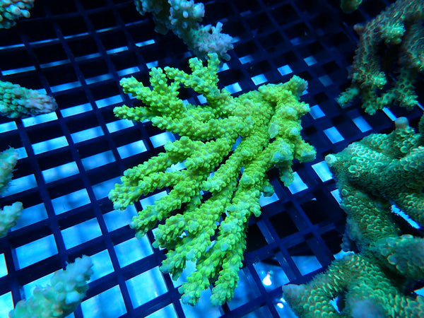 CDU Ultra Acropora small