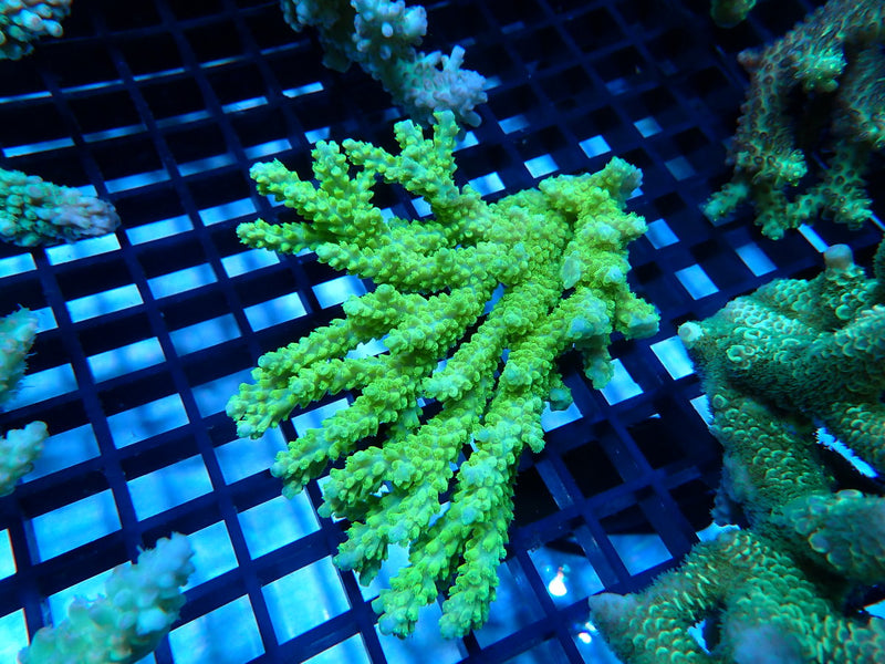 CDU Ultra Acropora small