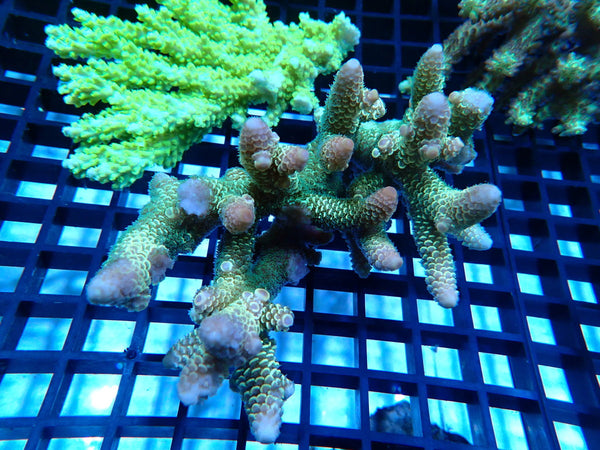 CDU Ultra Acropora small