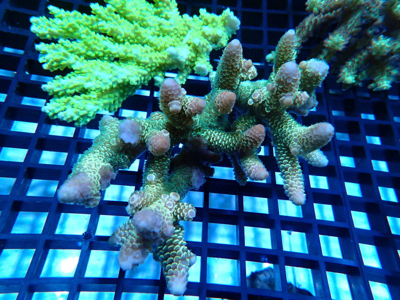 CDU Ultra Acropora small