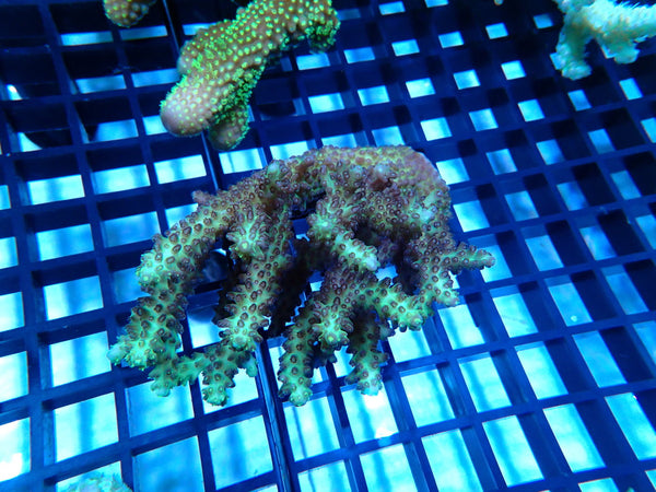 CDU Ultra Acropora small