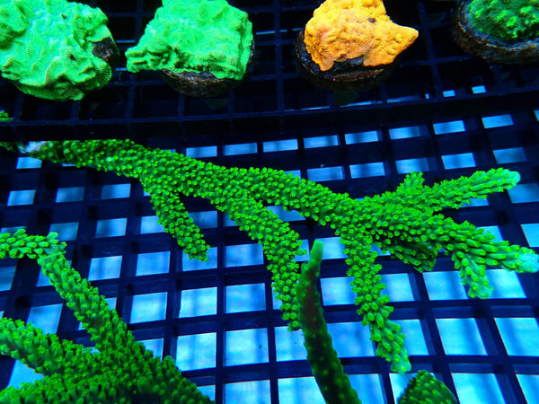 Dallas Acropora stick