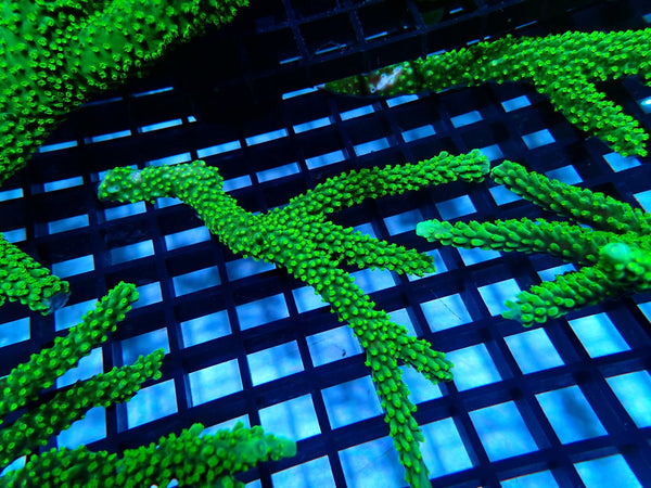 Dallas Acropora stick