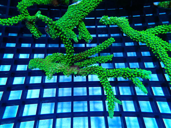 Dallas Acropora stick