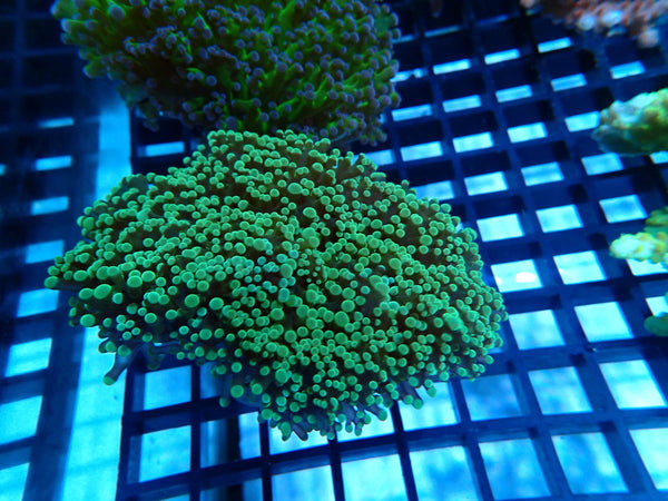 Green Frogspawn Small