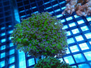 Reverse Frogspawn Small