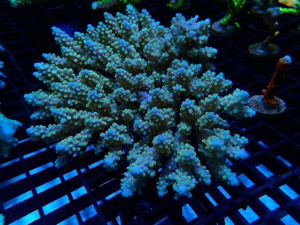 CDU Ultra Acropora medium
