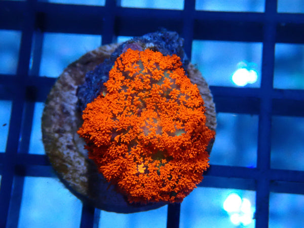 Forest Fire Rhodactis