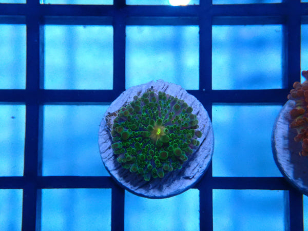 Green Ricordea small