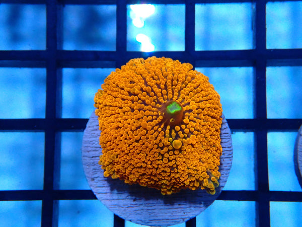 Orange Ultra Ricordea