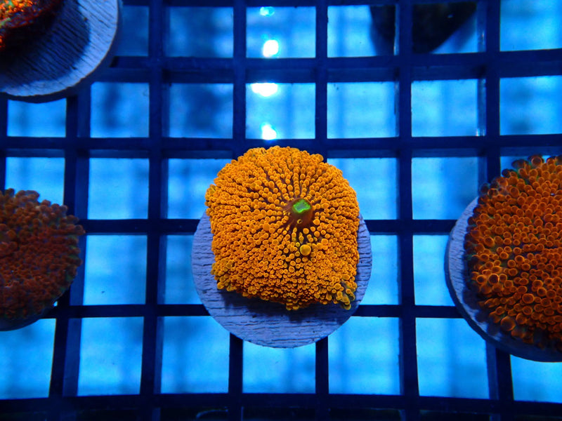 Orange Ultra Ricordea