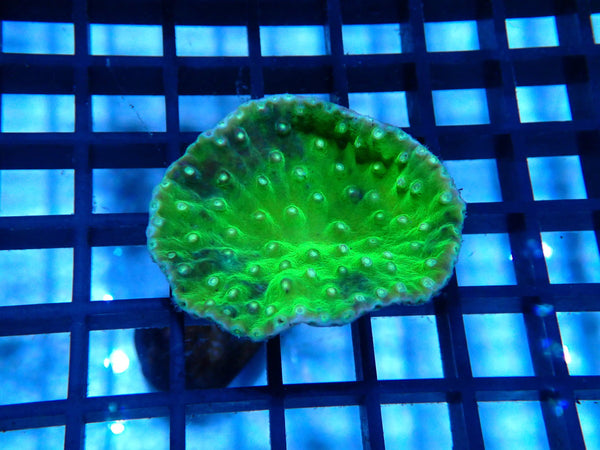 Unique Cup Coral small
