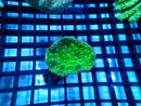 Unique Cup Coral small