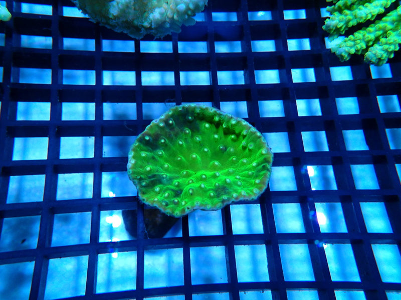 Unique Cup Coral small