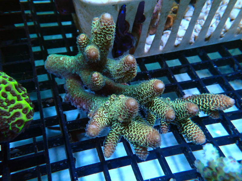 Hard Line Ultra Acropora