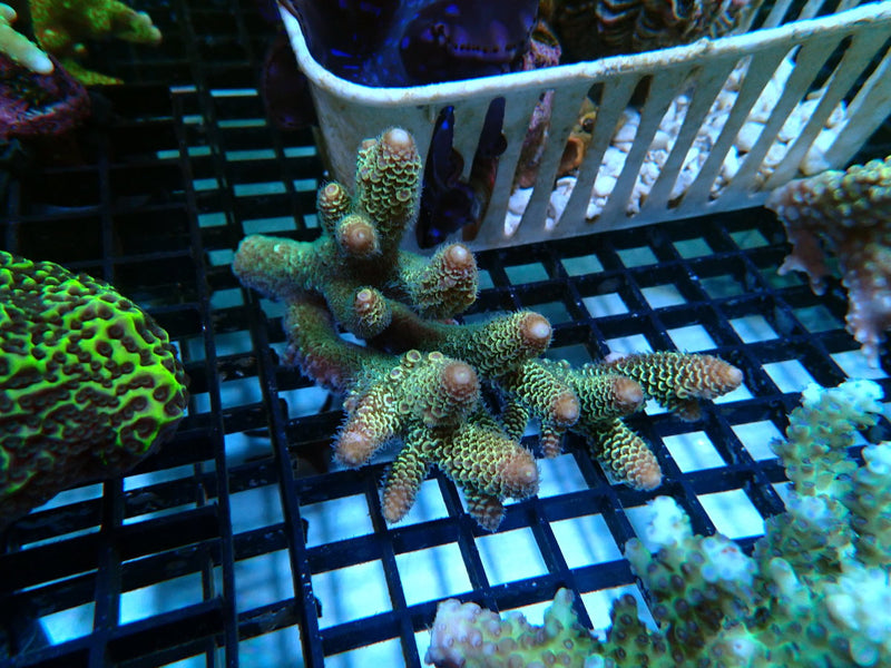 Hard Line Ultra Acropora