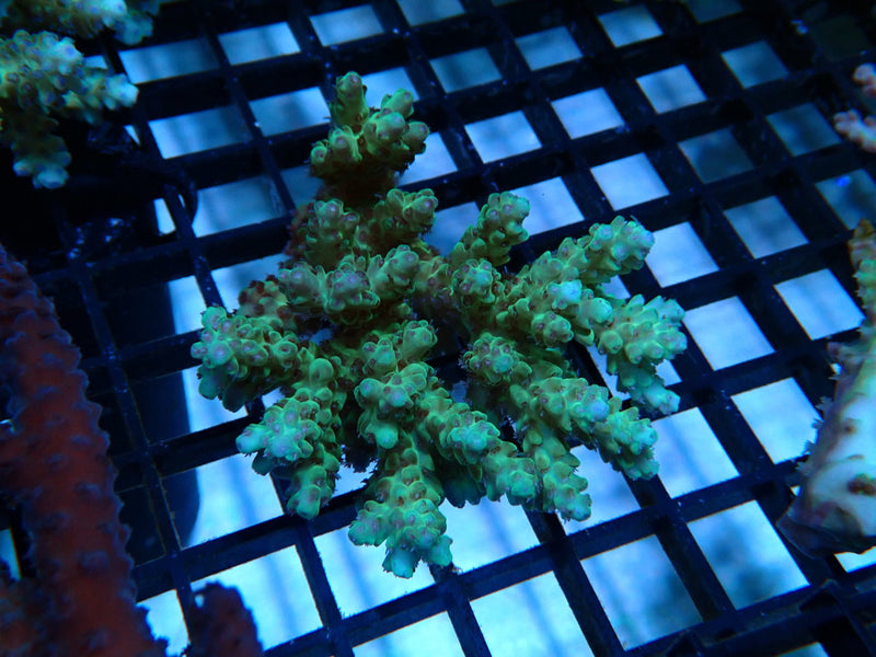 Hard Line Ultra Acropora small