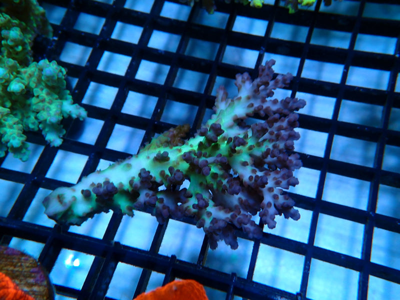 Acropora small