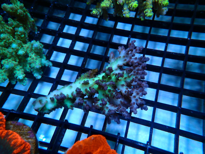 Acropora small