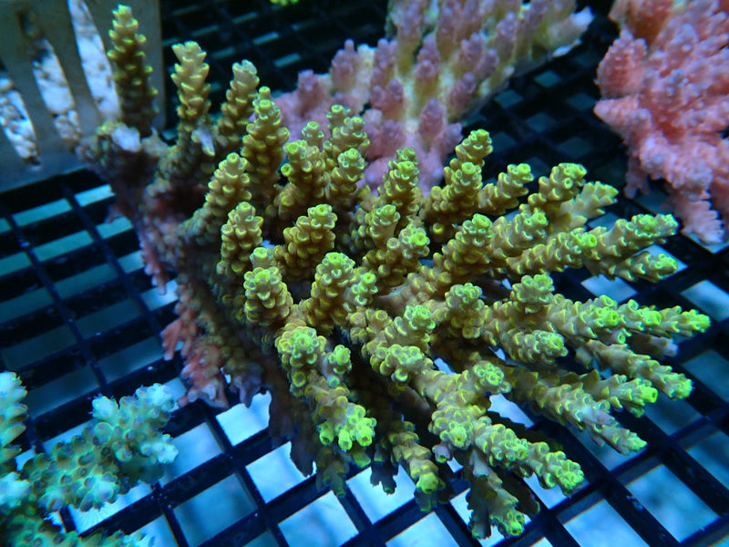 Hard Line Ultra Acropora large