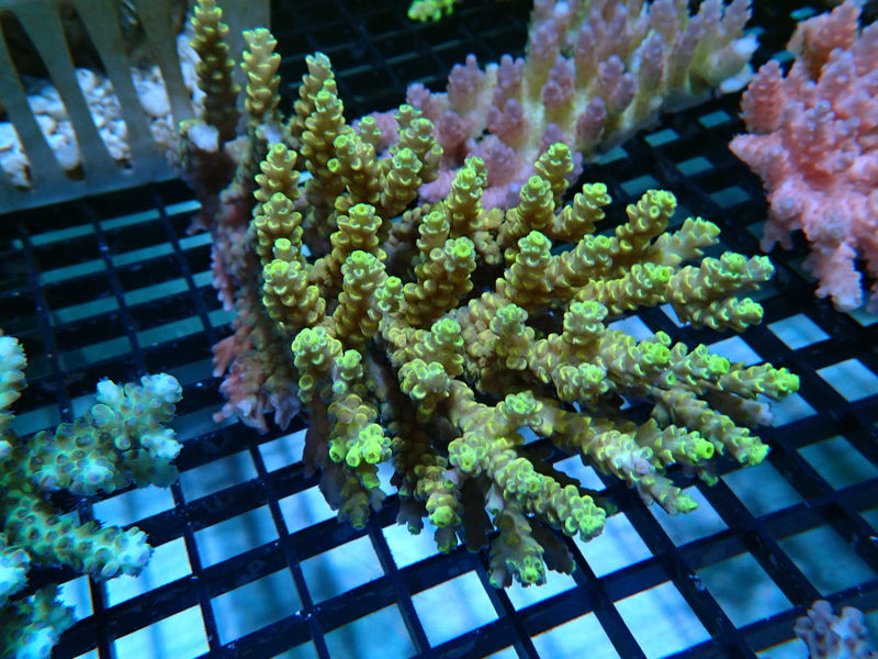 Hard Line Ultra Acropora large