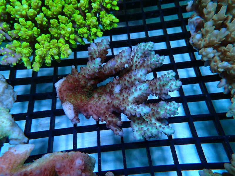 Acropora small