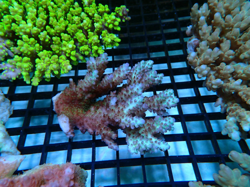 Acropora small