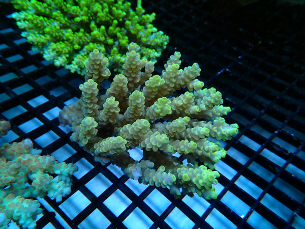 Hard Line Ultra Acropora