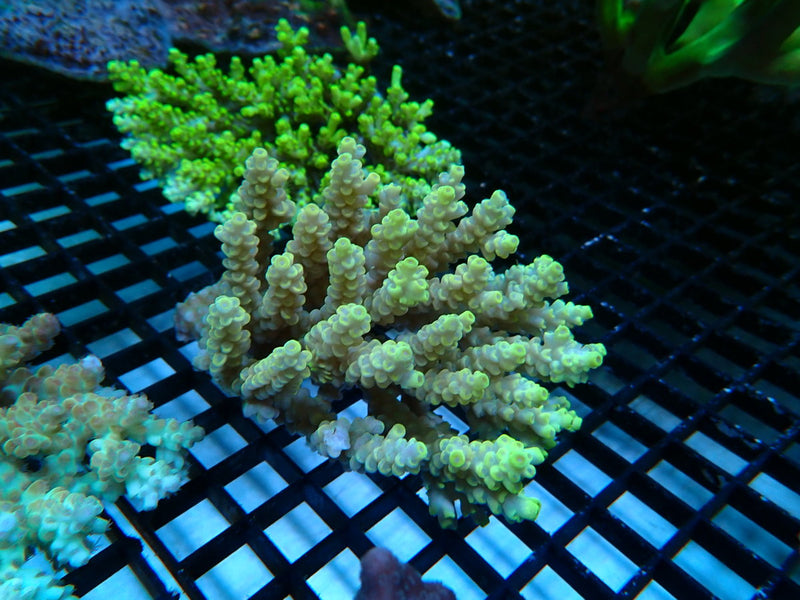 Hard Line Ultra Acropora