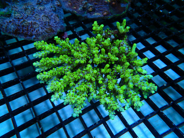 Hard Line Ultra Acropora