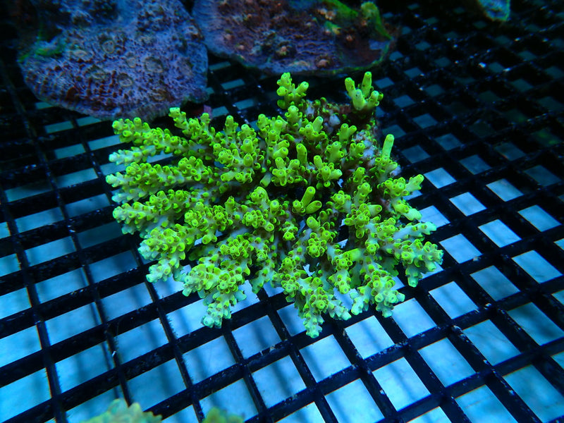 Hard Line Ultra Acropora