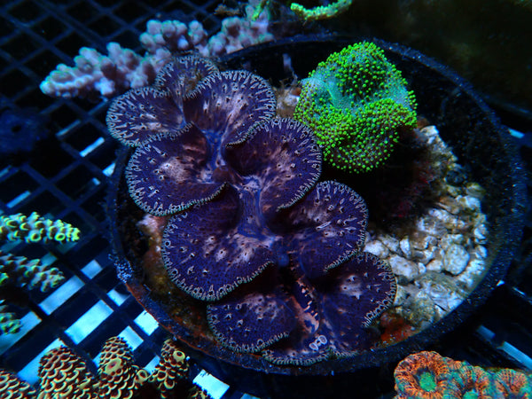WA Clam approx 11cm