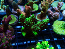 Monsoon Aquatics Acropora Frag