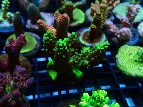 Monsoon Aquatics Acropora Frag