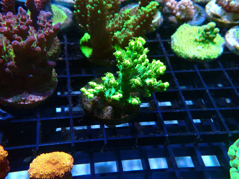 Monsoon Aquatics Acropora Frag