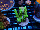 Monsoon Aquatics Acropora Frag
