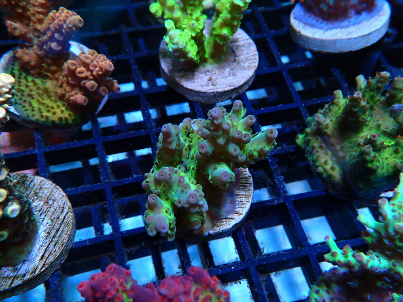 Monsoon Aquatics Ultra Acropora Frag