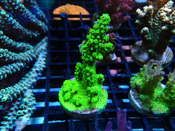 Monsoon Aquatics Acropora Frag