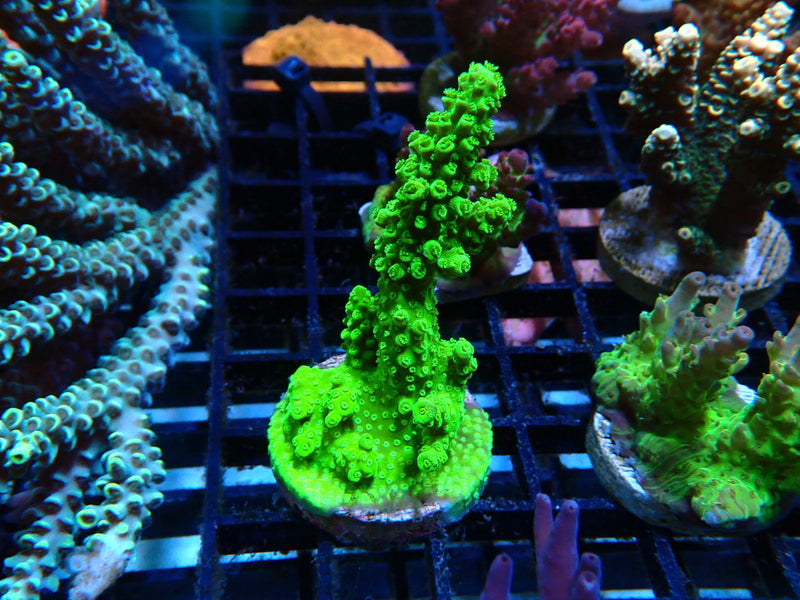 Monsoon Aquatics Acropora Frag