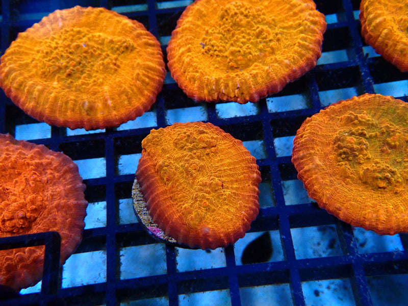 Monsoon Aquatics Chalice Frag