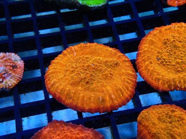 Monsoon Aquatics Chalice Frag