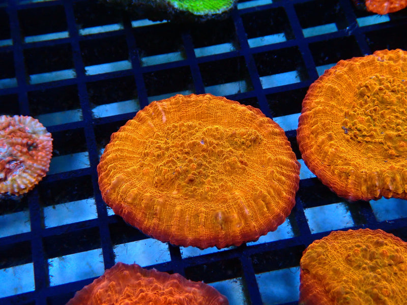 Monsoon Aquatics Chalice Frag