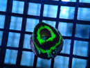 Monsoon Aquatics Ultra UFO Scolly Frag