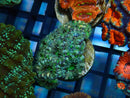 Monsoon Aquatics Acan Frag
