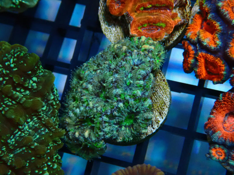 Monsoon Aquatics Acan Frag