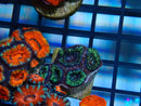 Monsoon Aquatics Acan Frag