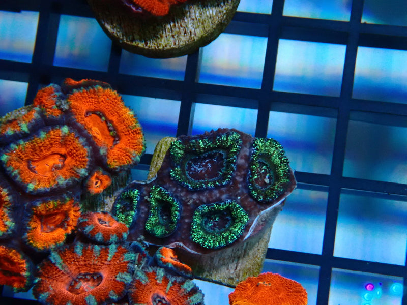 Monsoon Aquatics Acan Frag