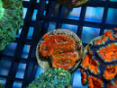 Monsoon Aquatics Acan Frag
